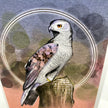 A detailed illustration of a hawk or owl perched on a branch, centered within a circular border on a textured gray background with soft multicolor washes.