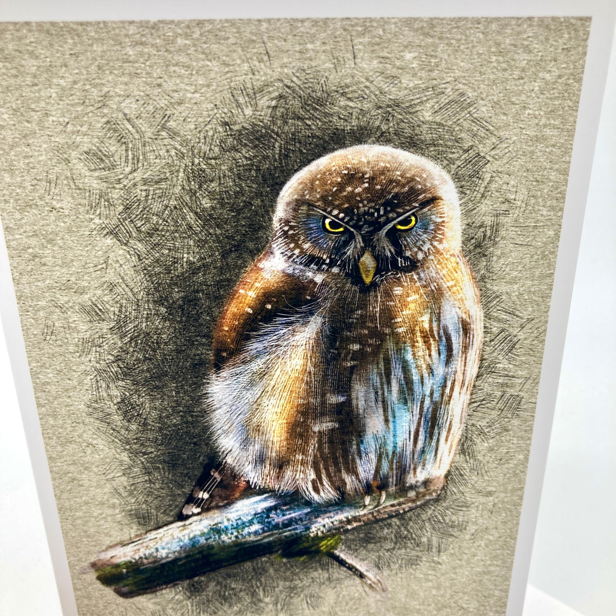 Northern Pygmy Owl Single Greeting Card