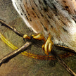 Close-up of a kestrel on a branch with detailed wings and body.