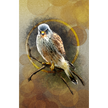 Artistic depiction of a kestrel perched on a branch with a textured brown background
