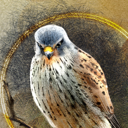 Artistic depiction of a kestrel with a textured brown background