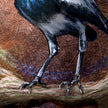 Close-up of a bird's feet on a textured brown background