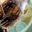 Close-up of a bird illustration on a green and beige background
