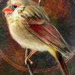 Detailed illustration of a bird with red and yellow plumage on a textured brown background