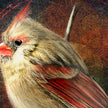 Close-up of a bird with red and gray feathers on a textured brown background