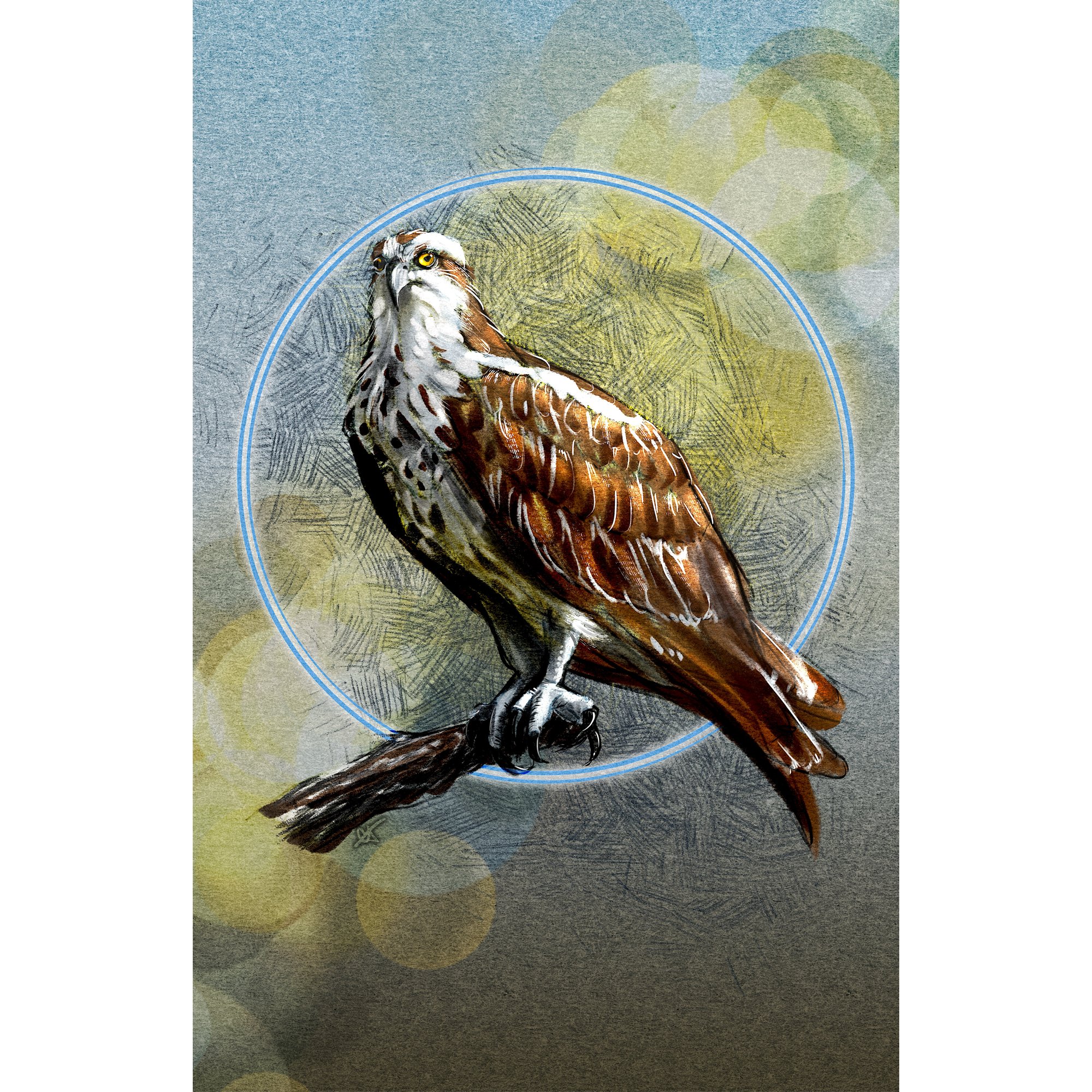 Illustration of an osprey with a blue circle around it on a textured background