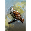 Illustration of an osprey with a blue circle around it on a textured background