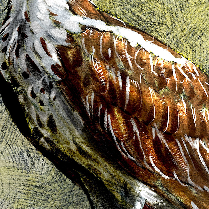 Close-up of a detailed illustration of a bird's feather with brown, white, and black colors.