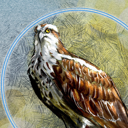 Close-up of a detailed illustration of an osprey with a textured background