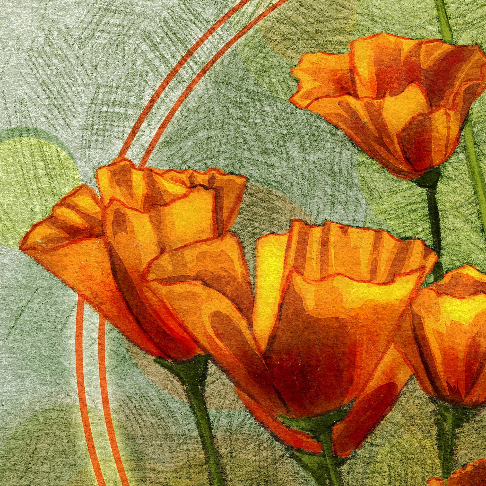 Illustrated California Poppies Bouquet 11x17