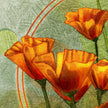 Illustrated California Poppies Bouquet 11x17