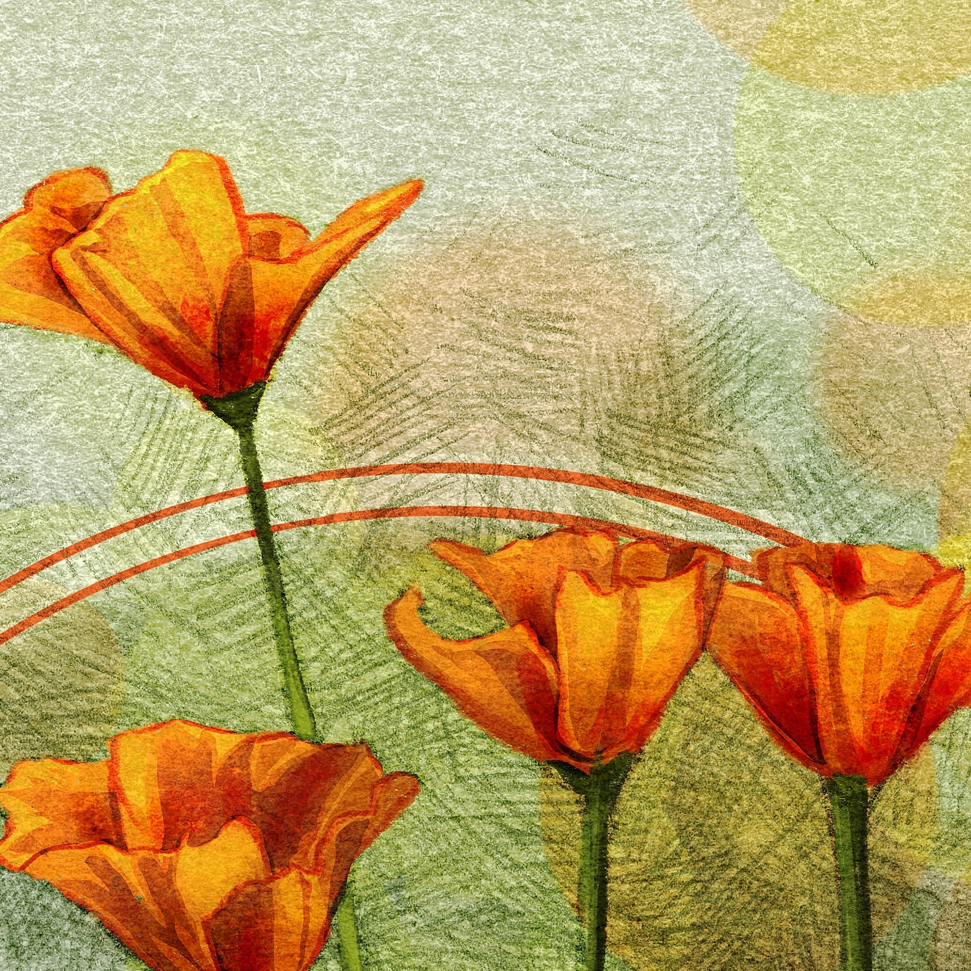 Illustrated California Poppies Bouquet 11x17