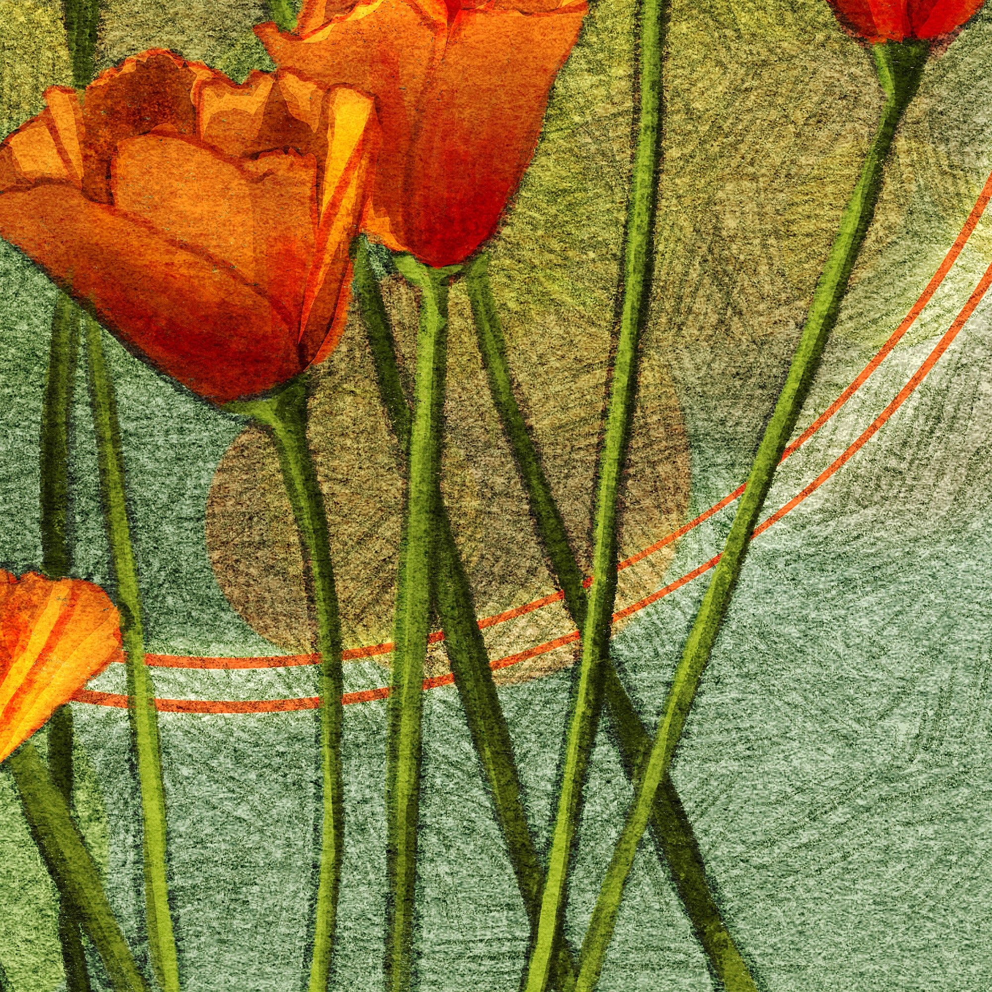 Illustrated California Poppies Bouquet 11x17