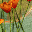 Illustrated California Poppies Bouquet 11x17