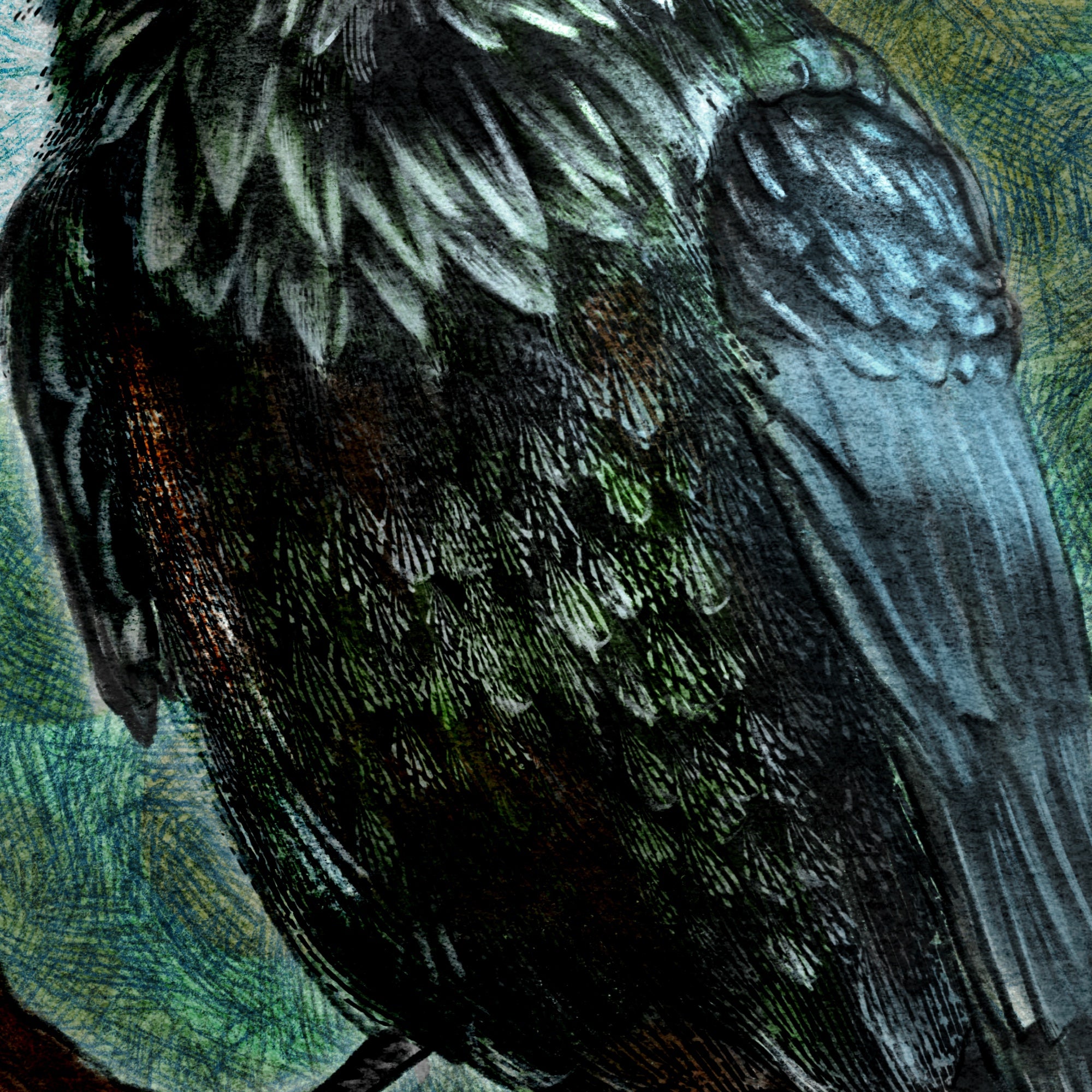 Close-up of a bird with detailed feather texture on a green background