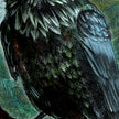 Close-up of a bird with detailed feather texture on a green background