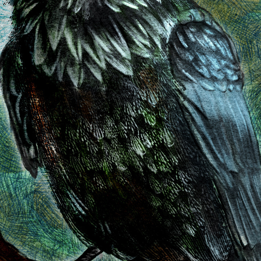 Close-up of a bird with detailed feather texture on a green background