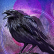 Illustration of a black raven against a purple and blue gradient background