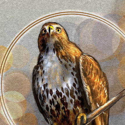 Close-up of a hawk with a textured circular background