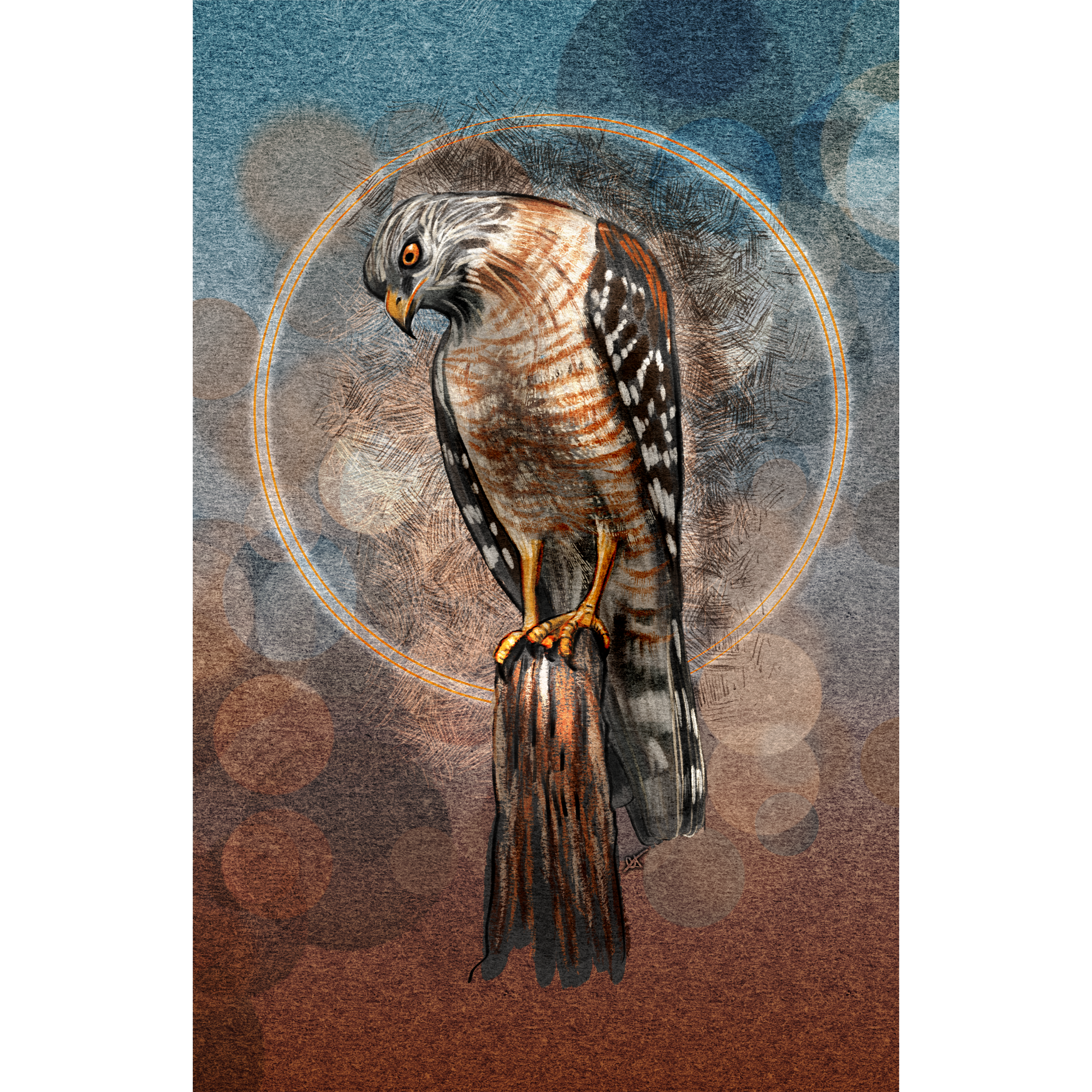 Red-Shouldered Hawk 11x17