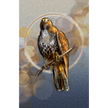 Illustration of a hawk perched on a branch with a circular frame and gradient background