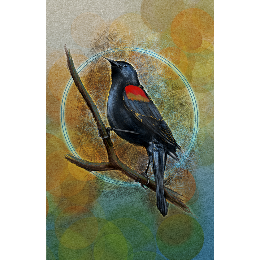 Red-Winged Blackbird 11x17