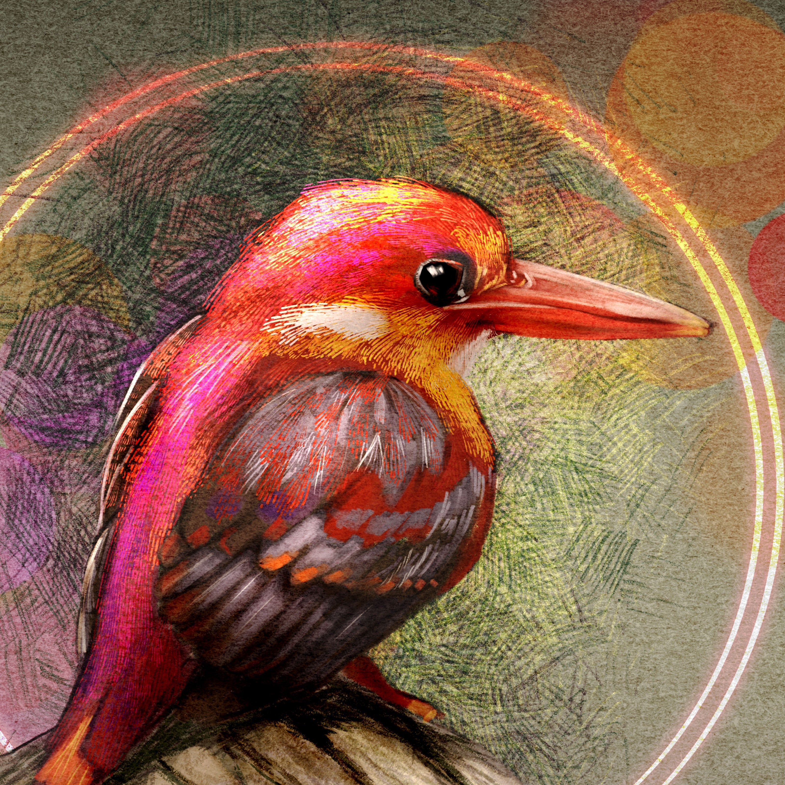 Rufous-Backed Kingfisher 11x17