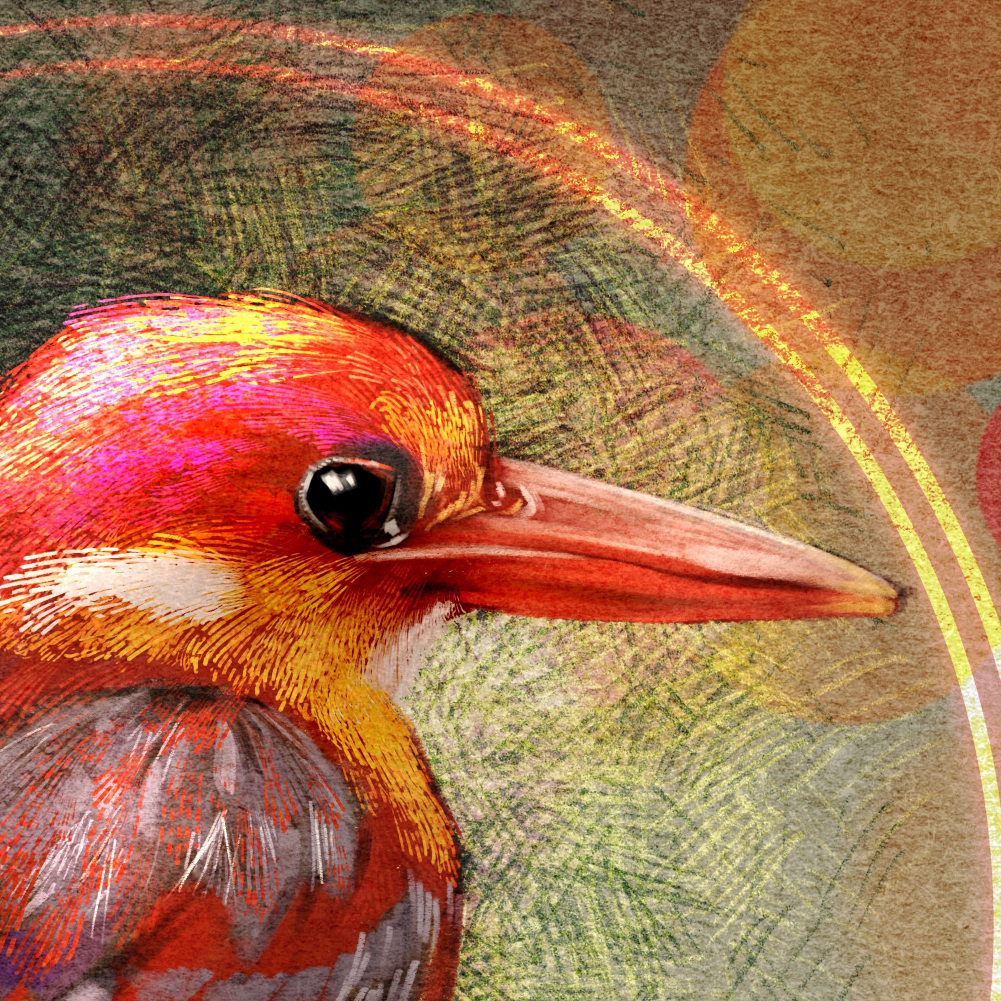 Rufous-Backed Kingfisher 11x17