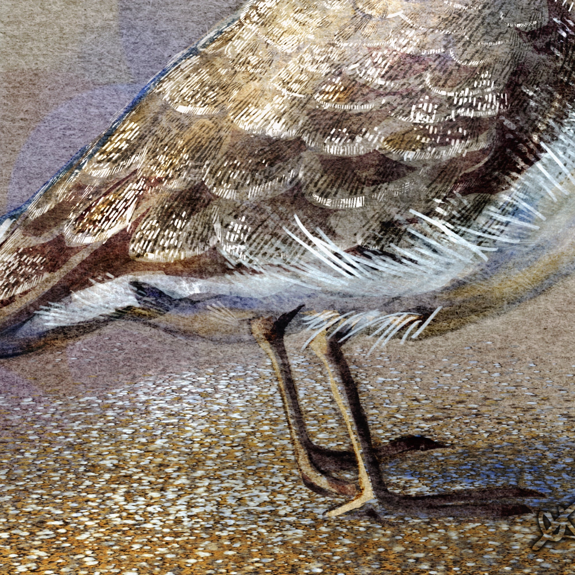 Western Snowy Plover 11x17