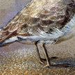 Western Snowy Plover 11x17
