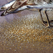 Western Snowy Plover 11x17