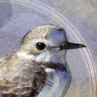 Western Snowy Plover 11x17