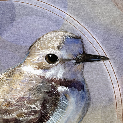 Western Snowy Plover 11x17
