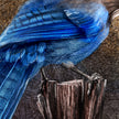 Close-up of a blue bird perched on a branch with detailed feather texture.