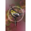 Bird perched on a branch with a colorful, abstract background