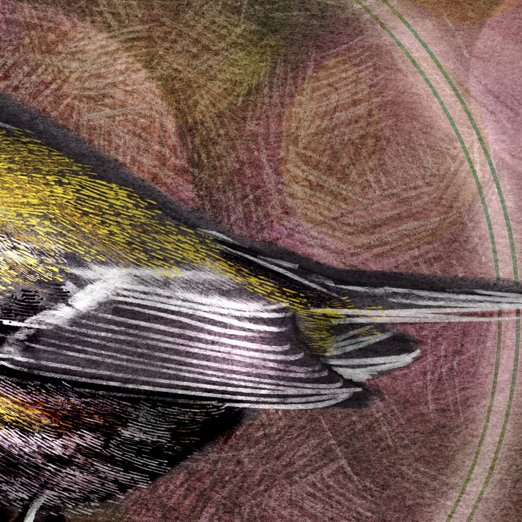 Close-up of a feather with a textured background
