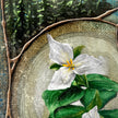 Close-up of a white flower with green leaves on a textured background