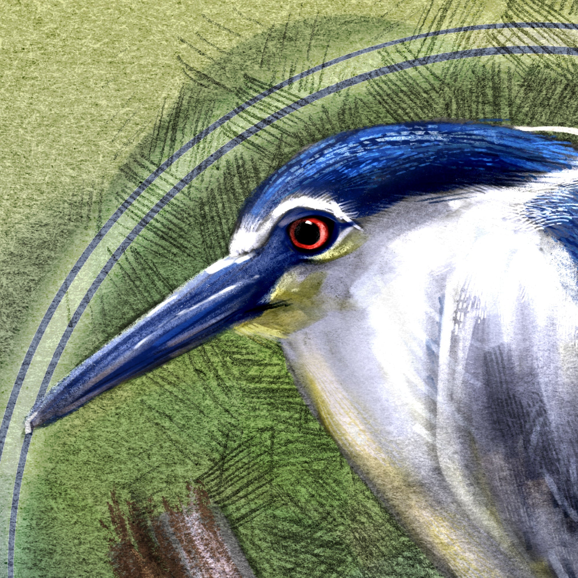 Night Heron 11x17