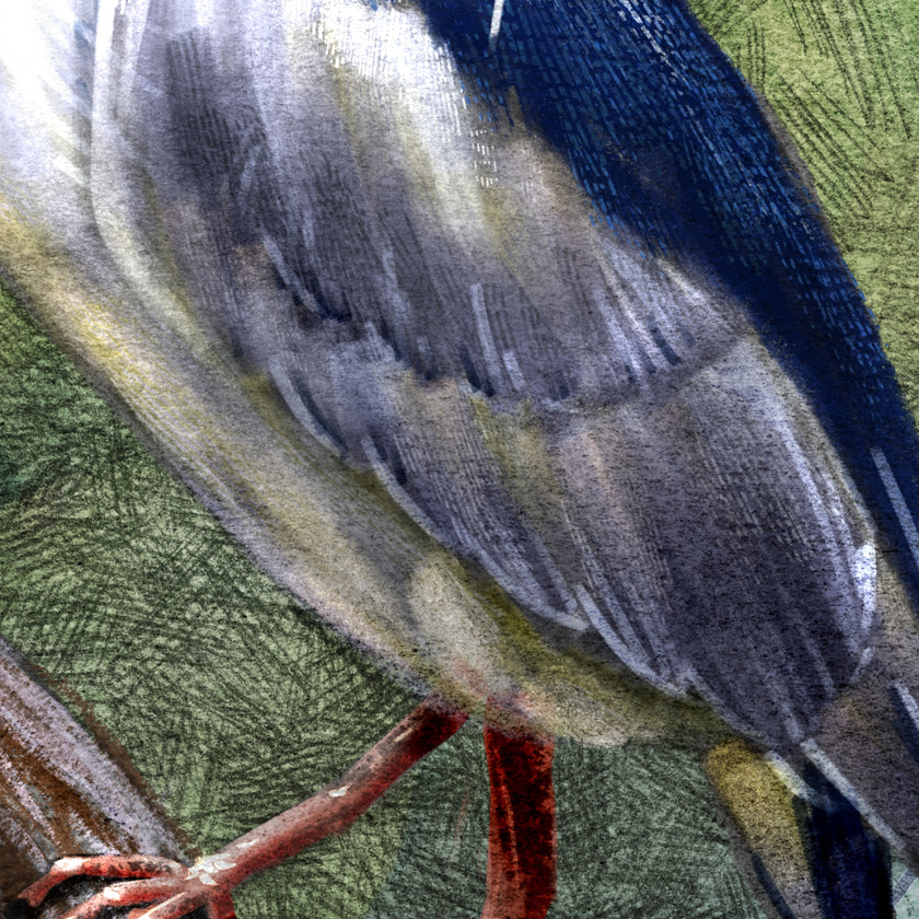Night Heron 11x17