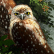 Close-up of an owl with a natural background