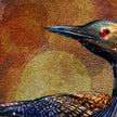 Loon 11x17
