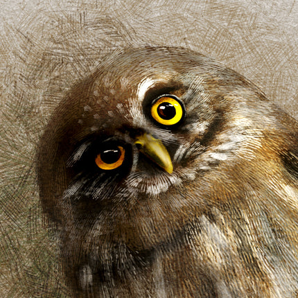 Curious Austral Pygmy Owl 11x17
