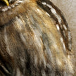 Curious Austral Pygmy Owl 11x17