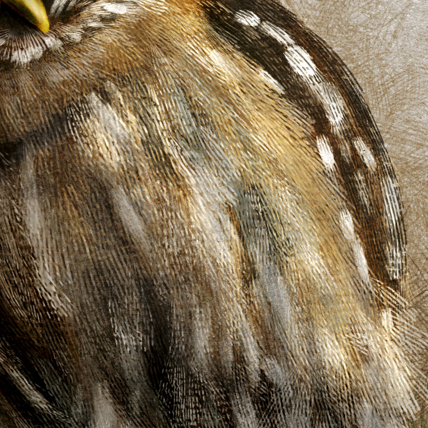 Curious Austral Pygmy Owl 11x17