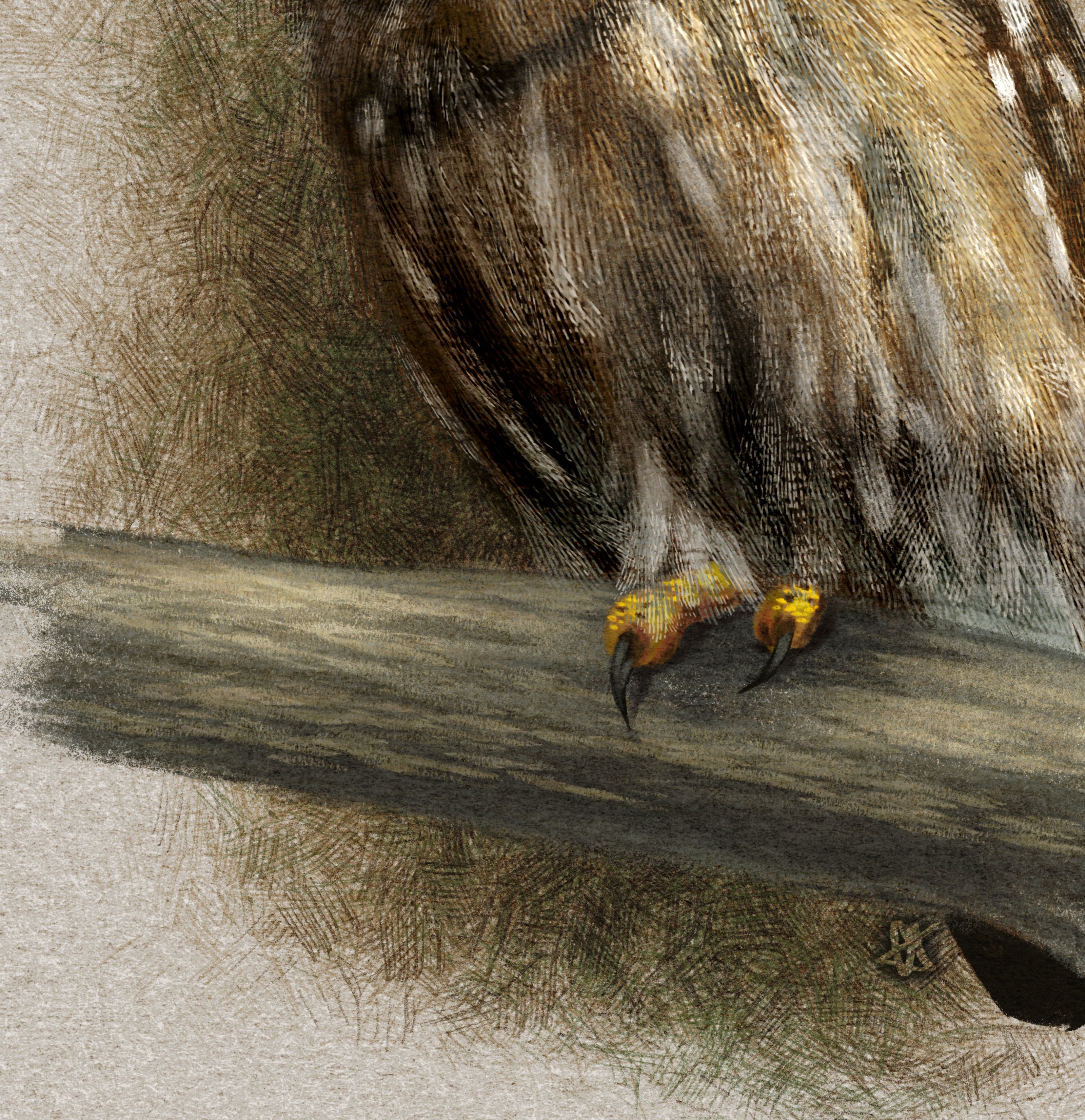 Curious Austral Pygmy Owl 11x17