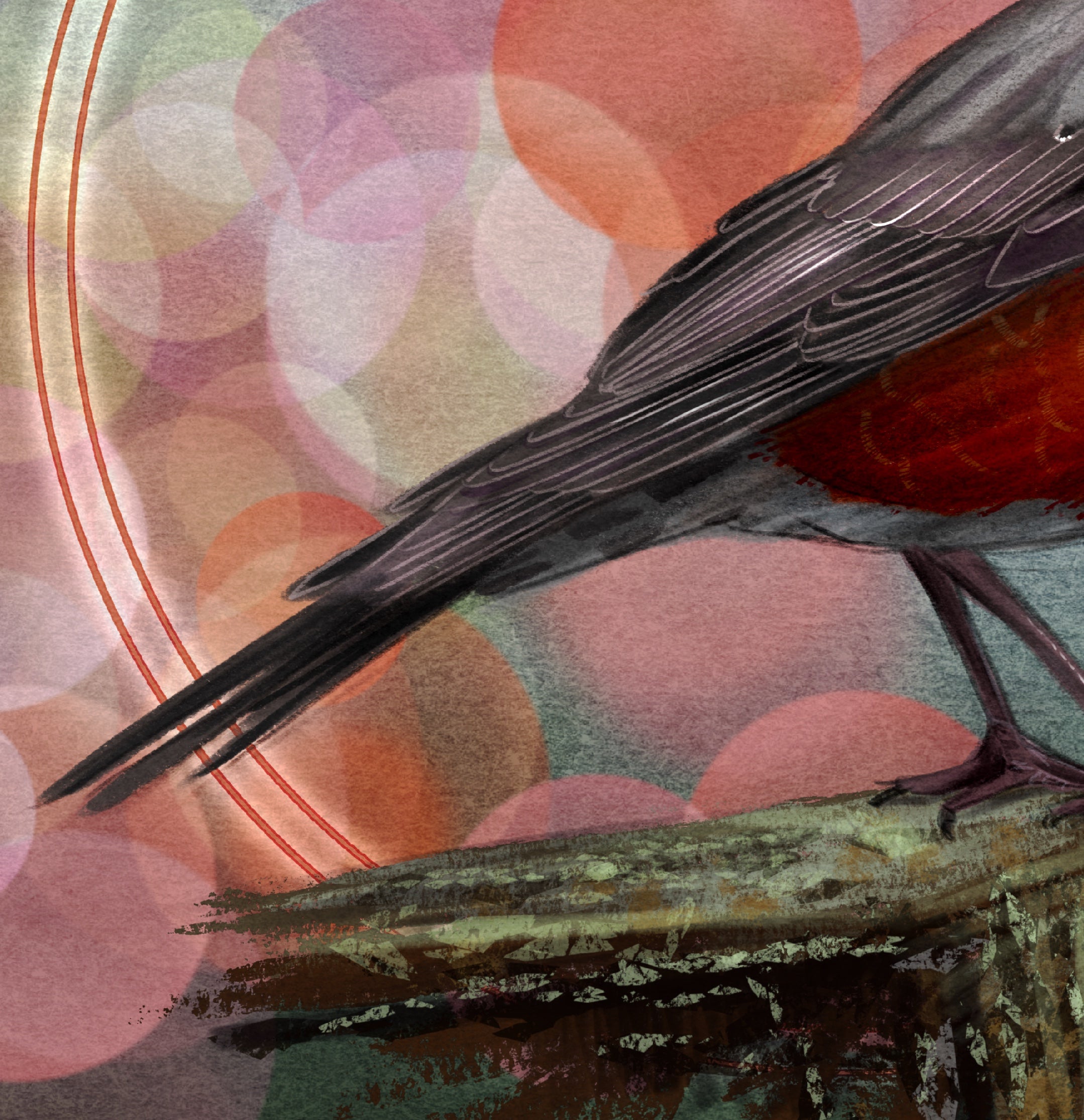 American Robin 11x17