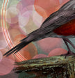 American Robin 11x17