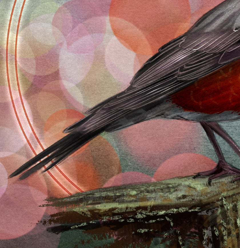 American Robin 11x17