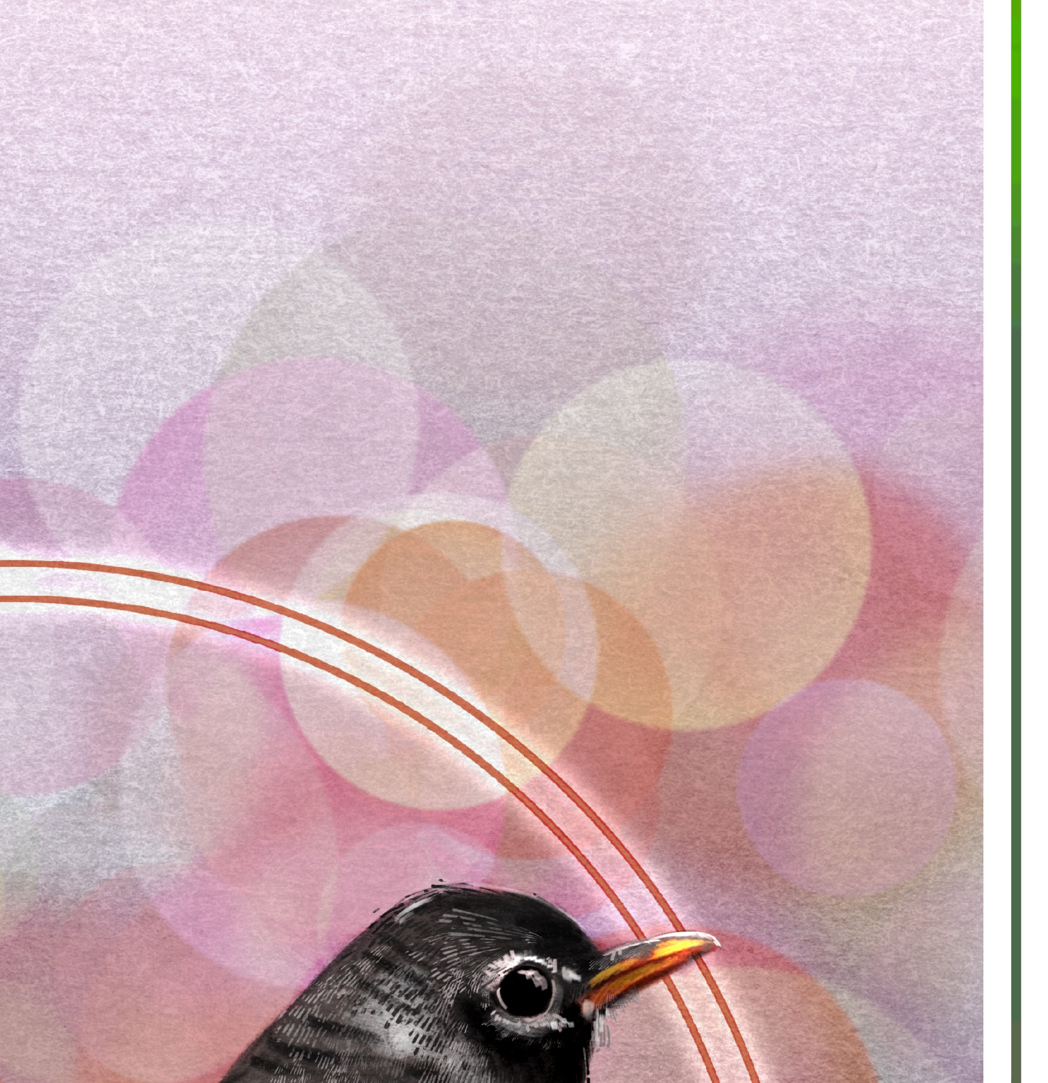 American Robin 11x17