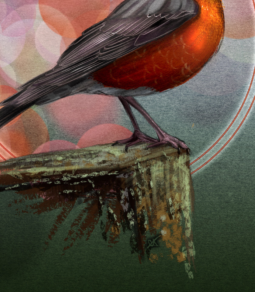 American Robin 11x17